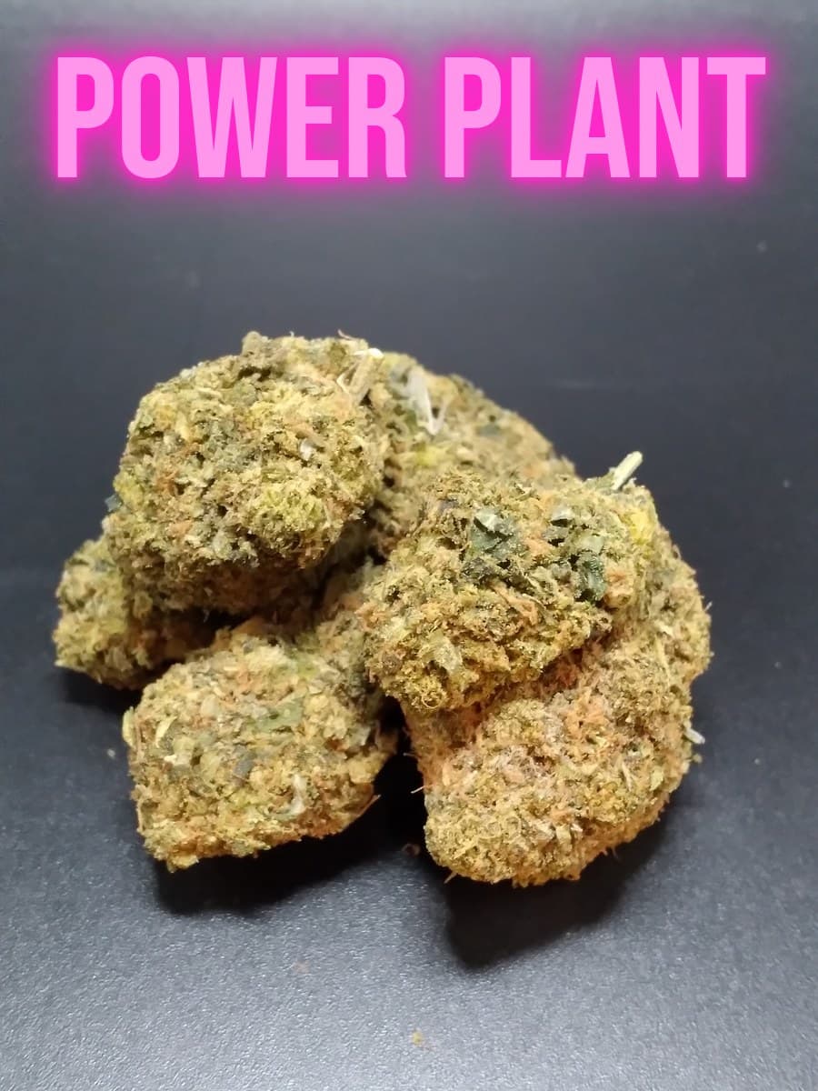 Power Plant Sativa cannabis flower